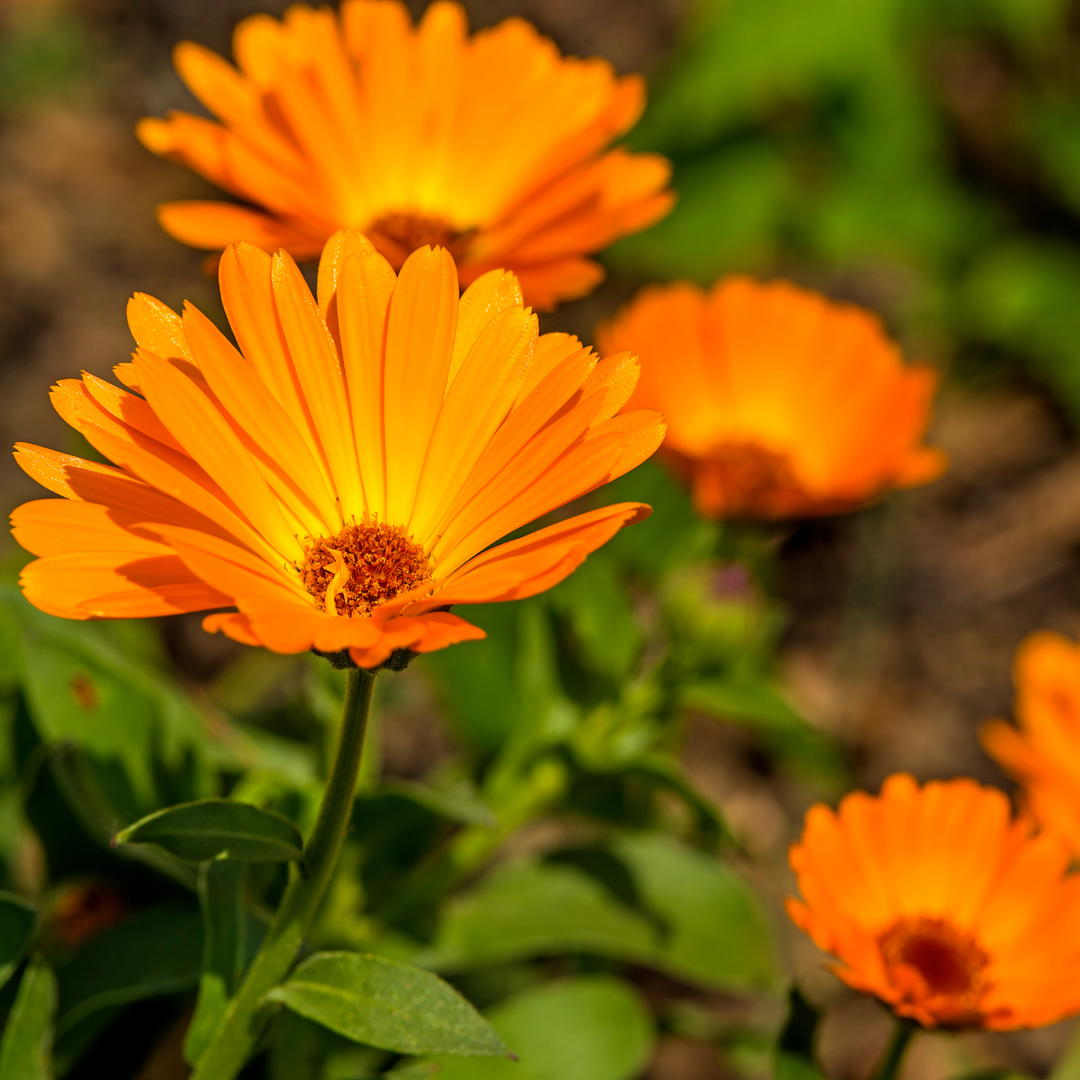 calendule extrait