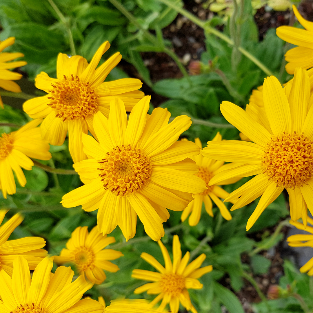 Arnica 
